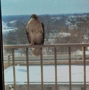 Meet your Posher, Reyna